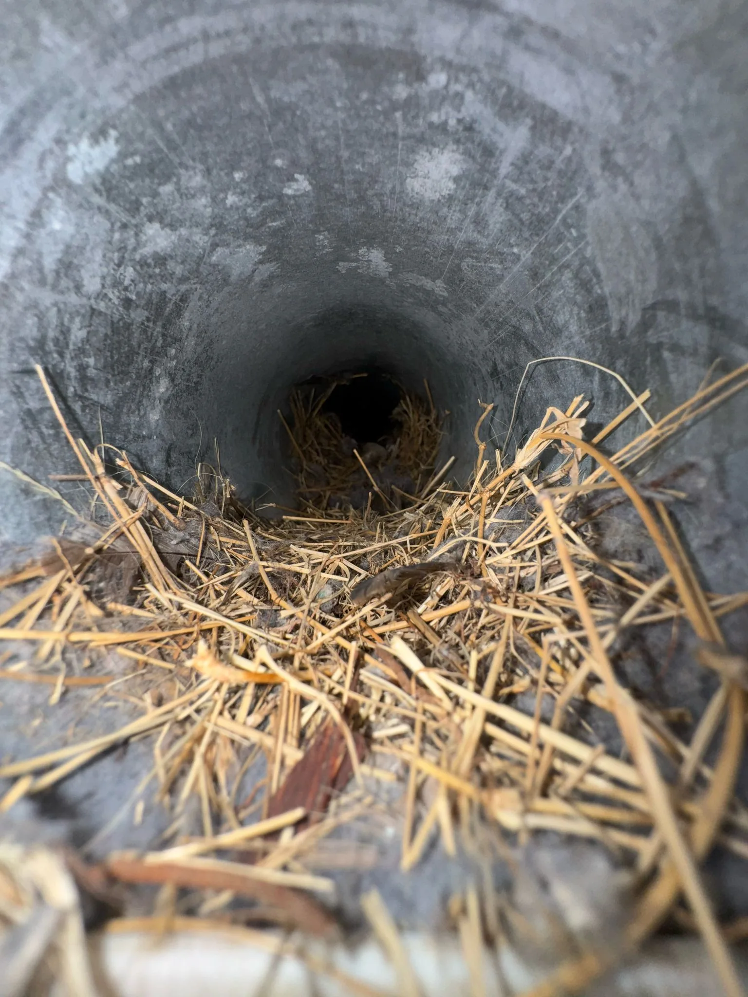 Bird Nest Removal