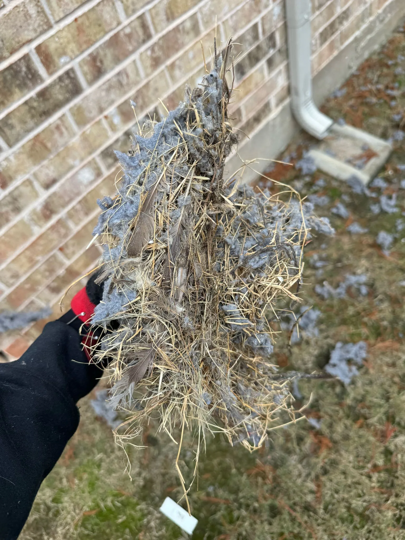 Bird nest and lint pulled from a customer's dryer vent on a Prime Dryer Vent Experts job